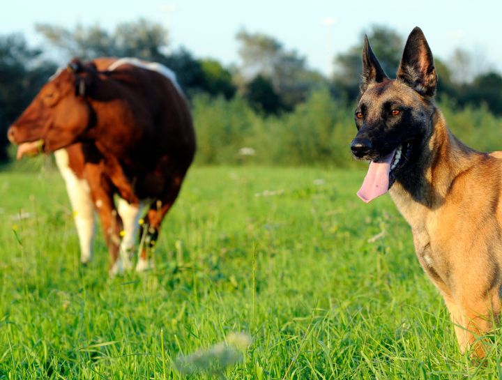 $city large and small animal veterinarians